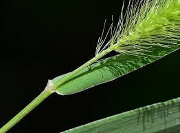 Image result for Ozoroa viridis