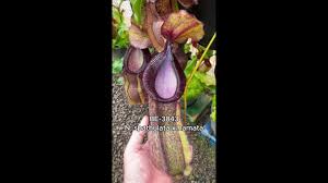 Image result for Nesaea spathulata