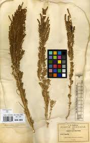 Image result for Suaeda sp. B