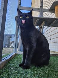 Il mio gatto miagola costantemente prima di andare a letto e per tutta la  notte : rCatTraining