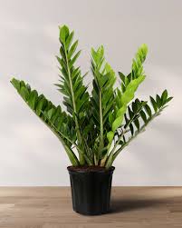 Image result for Diplazium zanzibaricum