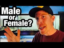 Sexing Corydoras Catfish