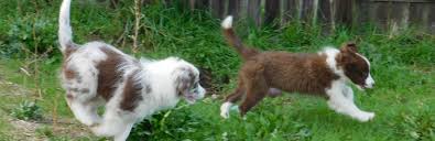 Descended from expert herding dogs, border collies still retain those hardworking, energetic instincts. Available Happenstance Border Collies