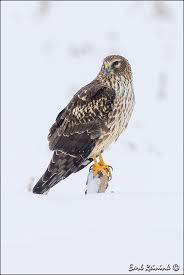 Northern Harrier Michigan Birds Of Prey Northern Harrier Hawk Animals Bald Eagle Avian