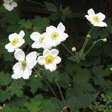 Honorine Jobert Japanese Anemone Anemone X Hybrida Cv Japanese Anemone Japanese Garden Anemone