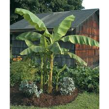 The tree is super dwarf reaching a maximum height of only 2m so it is perfect for pots, so it can be grown on balconies and yards. Hardy Banana Musa Basjoo Hardy Banana Plant For Sale At Logee S