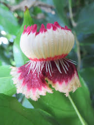 Image result for Napoleonaea