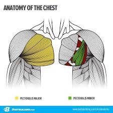 Greater breastplate minor breastplate previous serratile subclavian. The Plateau Proof Chest Building Plan Bodybuilding Com Muscle Anatomy Human Anatomy And Physiology Body Anatomy