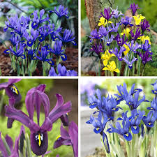 Camouflage bulbs foliage under perennials like ferns for hosta until it turns yellow. Bulbs Roots Rhizomes Seeds Bulbs 25 Yellow Dutch Iris Symphony Autumn Gardening Bulb Corm Spring Summer Flower