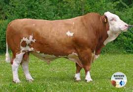 Bayer Bulls Red Bull Animals Cow