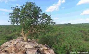 Image result for Ficus tettensis