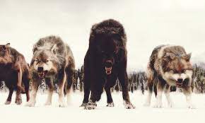 Pin By Ali Kohrman On Wolves Twilight Wolf Twilight Wolf Pack Fantasy Wolf