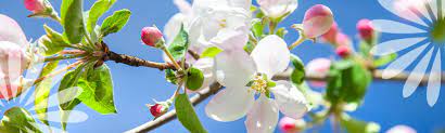 Fruit trees for your zone 3 garden apple trees for zone 3. The 5 Best Fruit Trees Eising Garden Centre