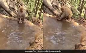 Hope this baby video entertains your. Hilarious Video Shows Mama Monkey Struggling To Give Baby A Bath