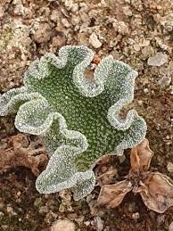Image result for Eriospermum