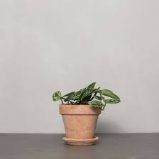 Måneskin won the eurovision song contest 2021 ebu / andres putting. Maneskin Fra Greenify Fa Den Leveret Direkte Hjem Til Dig Planter Plante Haengeplanter