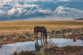 Ranchers Fight Us Government To Corral The Last Wild Horses Of Nevada New Scientist