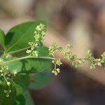 Image result for Searsia longipes