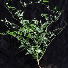 Image result for Tragia okanyua