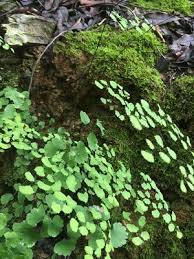 Image result for Adiantum poiretii