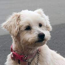 Find and adopt a pet on petfinder today. Palmdale Ca Cockapoo Meet Candy A Pet For Adoption