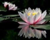 Dewi tunjung biru, jamu tunjung biru, khasiat bunga tunjung biru, manfaat bunga tunjung biru, tunjung biru mp3, tunjung biru wedding. Tips Menanam Bunga Teratai Dengan Baik Dan Benar Untuk Pemula