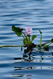 Pin By Rob Hoffpauir On Susie Hoffpauir Photography Waterfall Landscaping Water Hyacinth Pond Plants