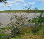 Image result for Ormocarpum trichocarpum