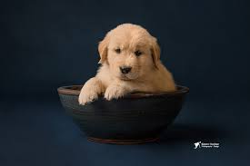 We want to provide you with the best dog ever, and that's just what we think of our dogs. Puppy Prices Policy Royal River Retrievers Golden Retriever Puppies In Maine And New England