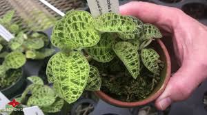 You may notice that the plant doesn't grow well during the. Orchidweb Macodes Petola Jewel Orchid Youtube