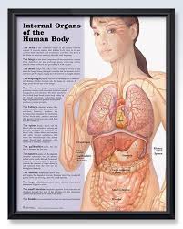 Internal Organs Of The Human Body Chart 20x26 Clinicalposters