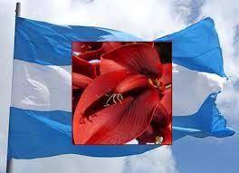 22 De Noviembre Dia De La Flor Nacional El Ceibo Yo Espiritual Noviembre Un Dia Reflexion Del Dia