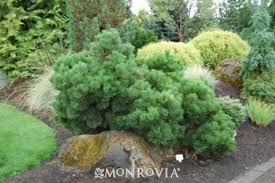 Check spelling or type a new query. Thunderhead Japanese Black Pine Japanese Black Pine Plants Landscaping Plants
