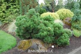 Cut bud and old leaves. Thunderhead Japanese Black Pine Japanese Black Pine Plants Deer Resistant Plants