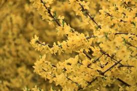 Forsythia Facts Care 5 Tips Bushes Gardening Fever In 2020 Forsythia Bush Forsythia Shrub Care
