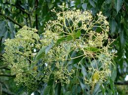 Image result for Tetradium glabrifolium