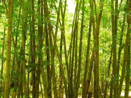 Bamboo Grove Philippines Fast Growing Plants Bamboo Plants Philippines