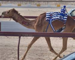 The distance to al marmoum camel racetrack was longer than i anticipated. Dubai Camel Racing Club Camel Racing Dubai