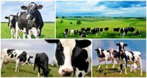 Antara ilmu hitam dan ilmu putih lebih menyerupai papan catur. Lembu Scotland Perihal Dan Ciri Baka Penjagaan Tanah Tinggi