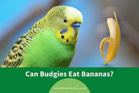 Can Budgies Eat Bananas What About Peels Sonoma Birding