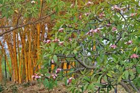 Image result for Plumeria rubra