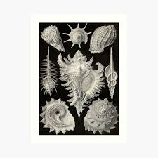 Maybe you would like to learn more about one of these? Sea Shell Art Prints Redbubble