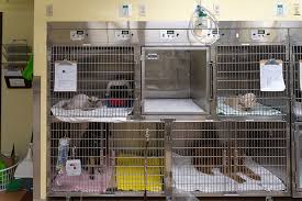 Sierra pet clinic of truckee, ca, is a full service companion animal hospital. More People More Puppies More Problems Moonshine Ink