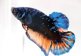 Mendapatkan bibit ikan cupang berkualitas. Cupang Yang Mungil Saja Cantik Apalagi Yang Giant