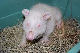 A Z List Of 125 Rare Albino Animals Pics Rare Albino Animals Albino Animals Animal Pictures