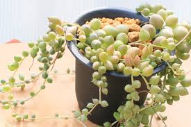 グリーン ピーチネックレスを育てる 山梨で多肉植物を育てるblog