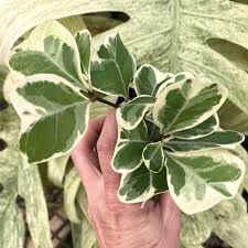 Image result for Ficus natalensis
