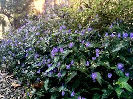 Image result for Tinnea galpinii