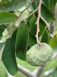 Image result for Annona cherimola