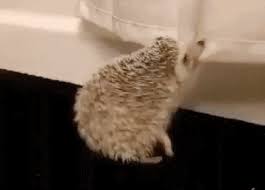 12 Grown Up Things Every Off Campus Student Should Have Aww Bed Bug Bites Hedgehog